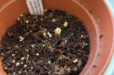 She's a goner, right :/?