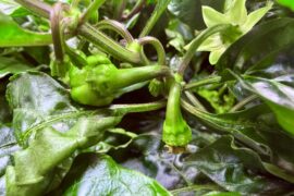 For brand new chili growers