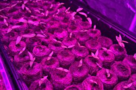 Are these mature enough to up pot