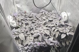 Wanted to share my Count Dracula pepper progress