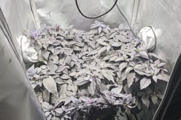 Wanted to share my Count Dracula pepper progress