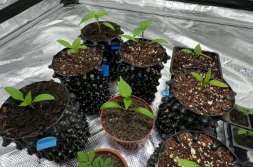 2 weeks after sprouting