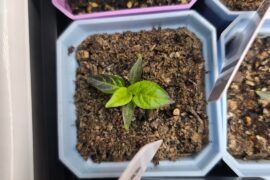 Chiltepin leaves are purple!?