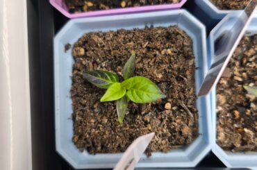 Chiltepin leaves are purple!?