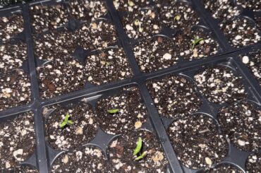 First peppers popping!