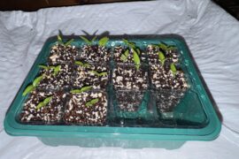 100% Germination on Chinense in 12 Days