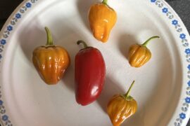 Scotch Bonnets