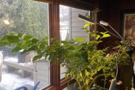 Took 2 seasons to grow these because I had no idea what I was doing. Going to explode with reapers this summer