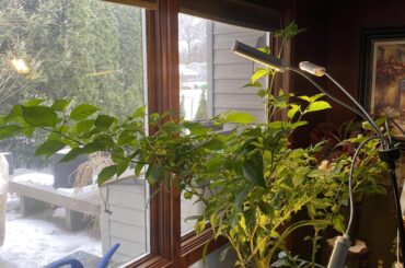 Took 2 seasons to grow these because I had no idea what I was doing. Going to explode with reapers this summer