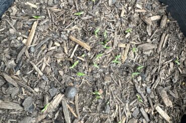Planted multiple cayenne pepper seeds in one pot. What do I do once they all sprout and get going (first time grower)