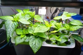 4 Weeks from Seed in Aerogarden