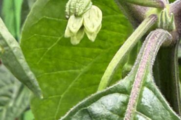 Abnormal flower development question