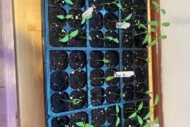 First time pepper grower