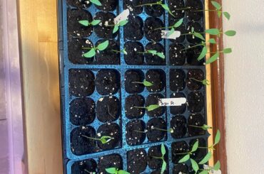 First time pepper grower