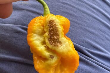 So stoked with my first superhots until I turned it around. Any ideas?