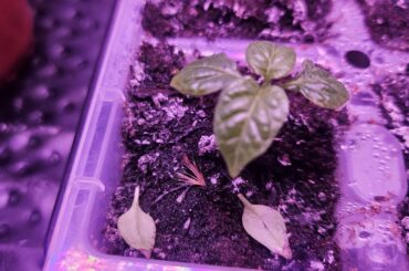 White growth on soil.