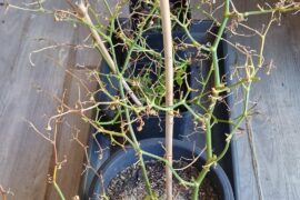 Did these superhota survive the winter?