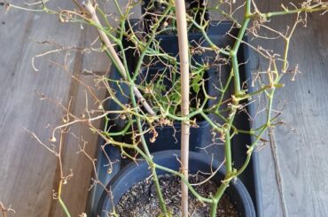 Did these superhota survive the winter?