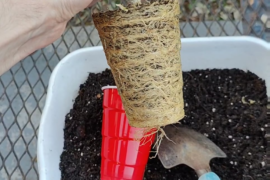 Roots reveal. Severely root bound habanero. Do not do this.