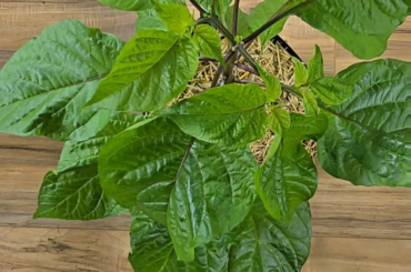 Red Caribbean Habanero