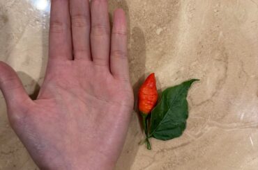 What is this pepper? (Aus QLD)