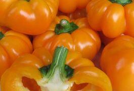 Ordering my seeds, can anybody find these (the orange kind) in the states?