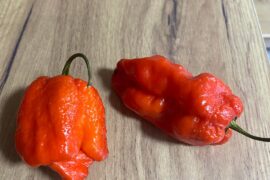 Are these Carolina Reaper?