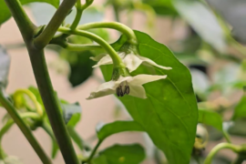 Using a bullet vibrator to pollinate peppers