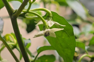 Using a bullet vibrator to pollinate peppers