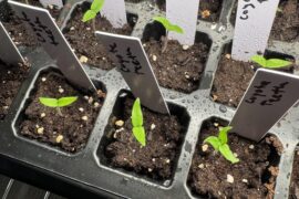 4 of my coyote teeth has tricotyledony