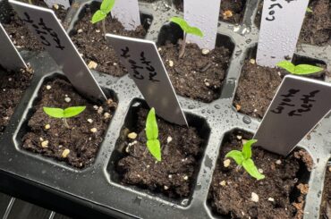 4 of my coyote teeth has tricotyledony