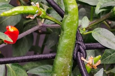 Thai Chili