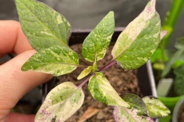 Little Fish Pepper Purple Update