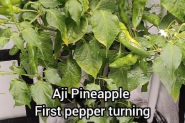 First aji pineapple finally turning yellow! Long wait