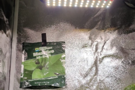 PSA: if you got a new LED grow light panel, hang it 18+ inches away from seedlings