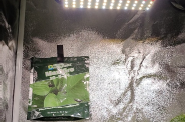 PSA: if you got a new LED grow light panel, hang it 18+ inches away from seedlings