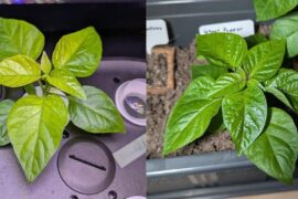 My ghost pepper has recovered from its nutrient deficiency and grown substantially.