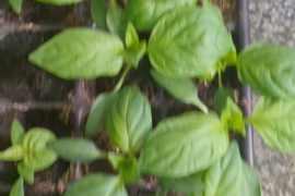 Sowed 3 weeks ago off to a great start