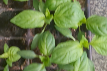 Sowed 3 weeks ago off to a great start