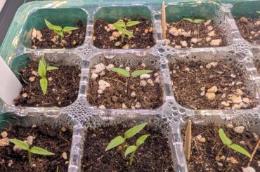 [HELP] which one should I cull?