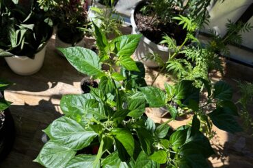 1st time growing plants in general. First 2 are orange habanero and the last 2 are Thai chilies.