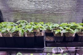 Transplanting differences