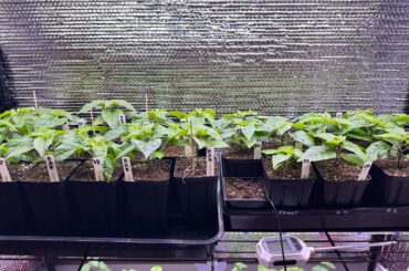 Transplanting differences