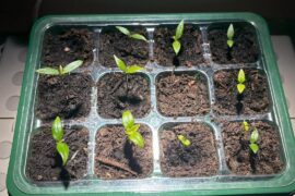 2wk mark- how am I doing?