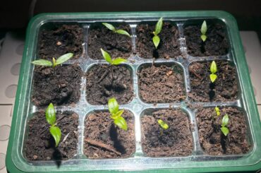 2wk mark- how am I doing?