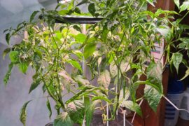 "Aerogarden" Cayenne is Exploding!