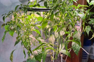 "Aerogarden" Cayenne is Exploding!