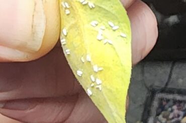 Whiteflies