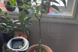 What’s wrong with my Habanero?