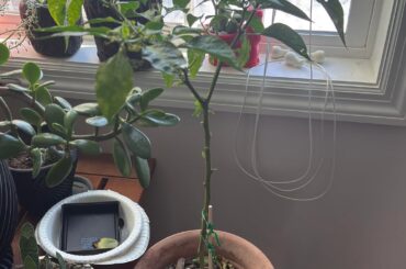 What’s wrong with my Habanero?